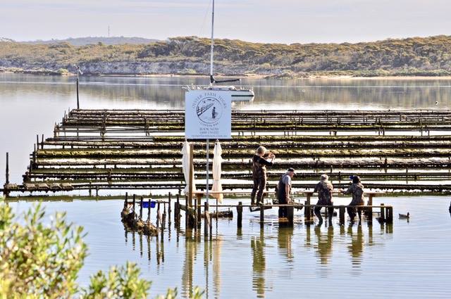 Coffin Bay Oysters